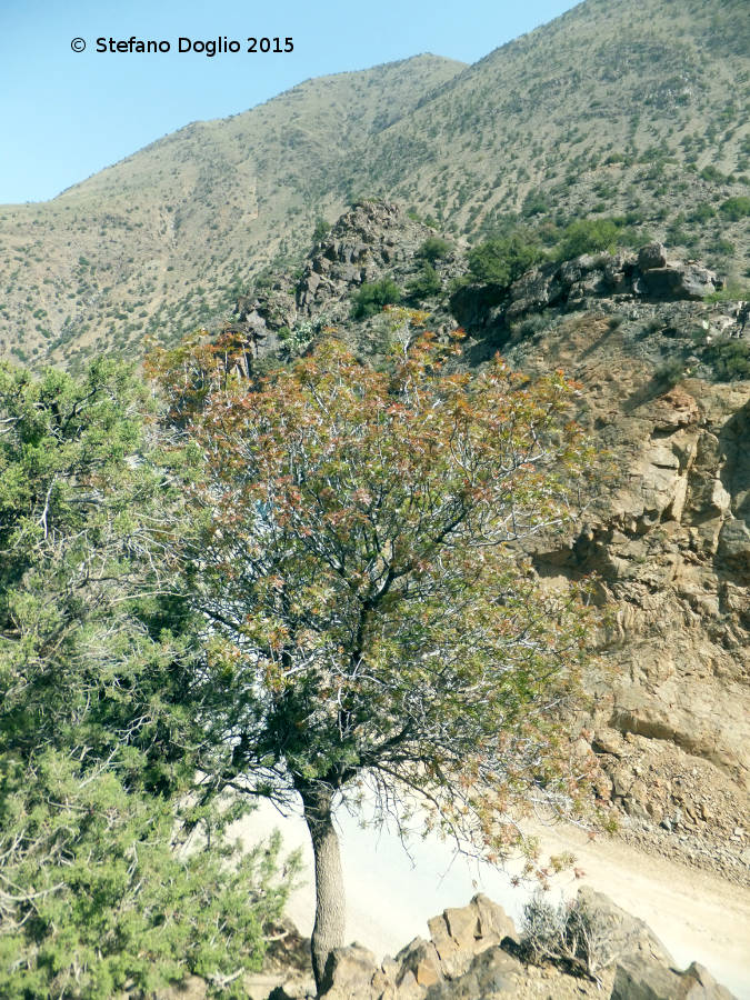 Fraxinus angustifolia vs. Fraxinus dimorpha